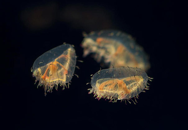Translucent Jellyfish