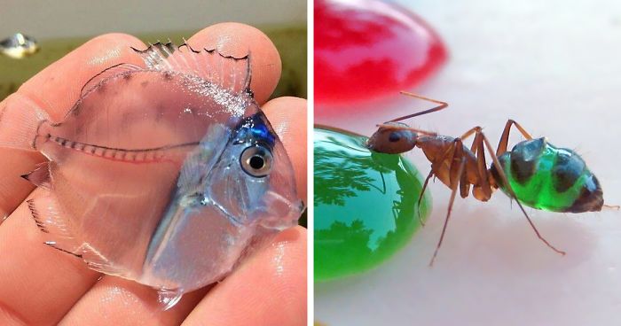 36 Transparent Animals That Are Hard To Believe Actually Exist