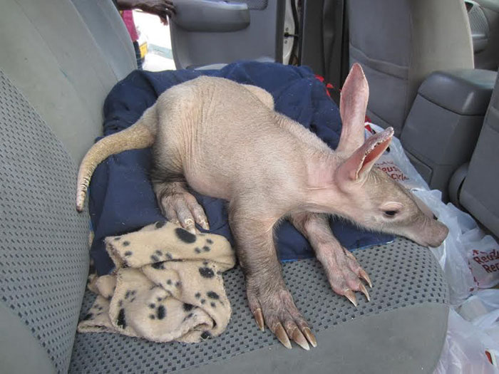 truck-driver-finds-baby-aardvark-namibia-1