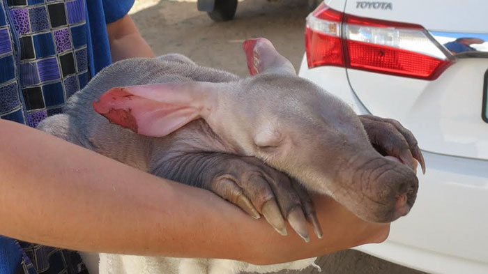 truck-driver-finds-baby-aardvark-namibia-14 truck-driver-finds-baby-aardvark-namibia-14