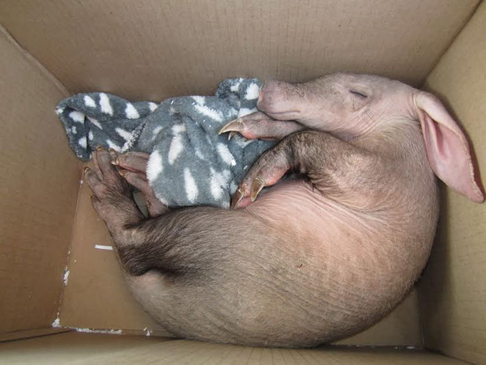 truck-driver-finds-baby-aardvark-namibia-15 truck-driver-finds-baby-aardvark-namibia-15