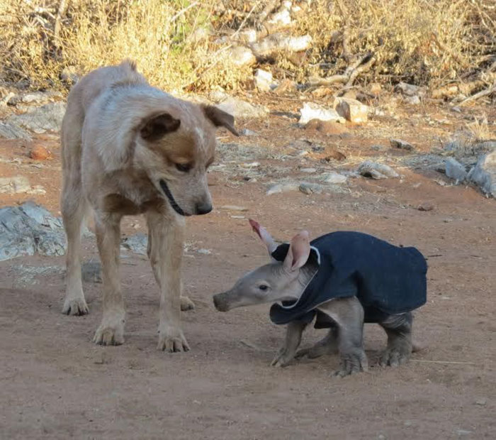 truck-driver-finds-baby-aardvark-namibia-5 truck-driver-finds-baby-aardvark-namibia-5