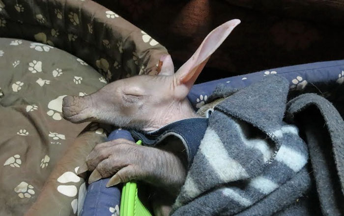 truck-driver-finds-baby-aardvark-namibia-8