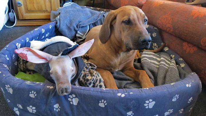 truck-driver-finds-baby-aardvark-namibia-9 truck-driver-finds-baby-aardvark-namibia-9