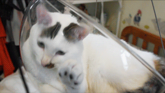 Transparent Bubble Chair That We Created For Cats