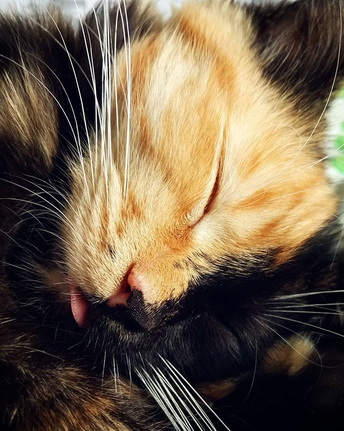 two-faced-cat-yana-18 two-faced-cat-yana-18