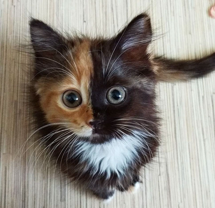 Esta es Yana, una gata de dos caras cuyos padres se quedaron sin tinta