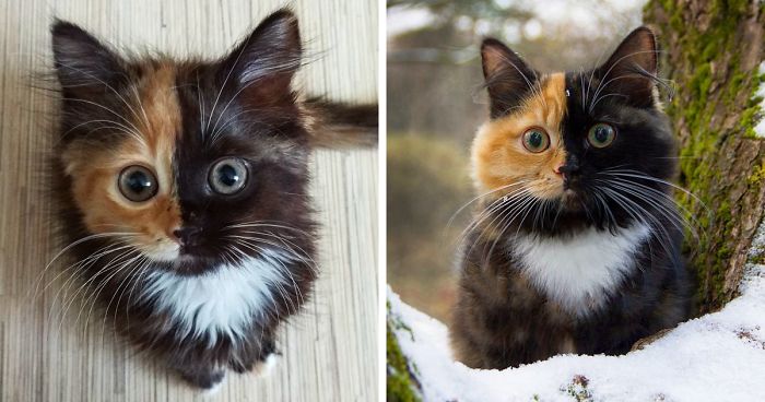 Meet Yana, The Two-Faced Kitty Whose Parents Ran Out Of Ink