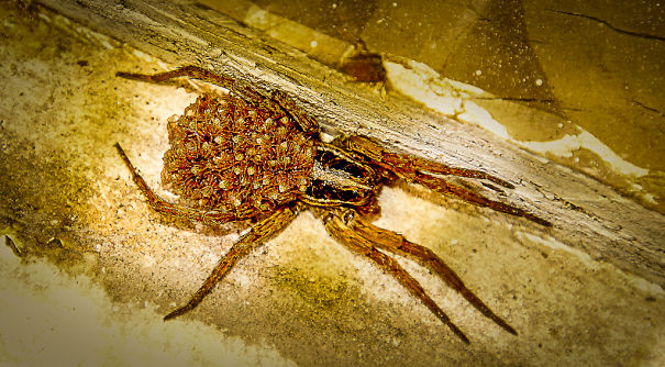 Wolf Spider Mom Keeps Her Babies On Her Back But If You Disturb Her, They Are Like All Over The Place!~