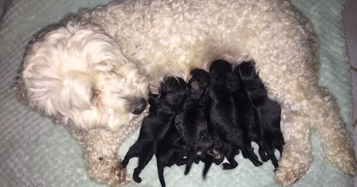 Owner Suprised When His 2 White Dogs Deliver BLACK Puppies, And Now Everyone Demands A Pupternity Test