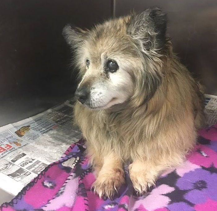 When She Saw This Sad Dog’s Photo On Facebook, This Woman Dropped Everything To Save Him