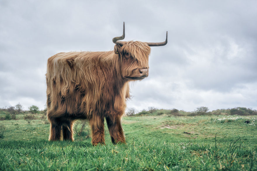 I Changed The Shapes Of Animals Into Cubes (20+ Pics)