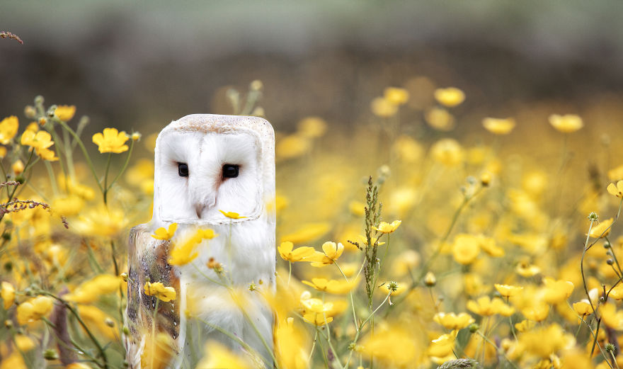 I Changed The Shapes Of Animals Into Cubes (20+ Pics)