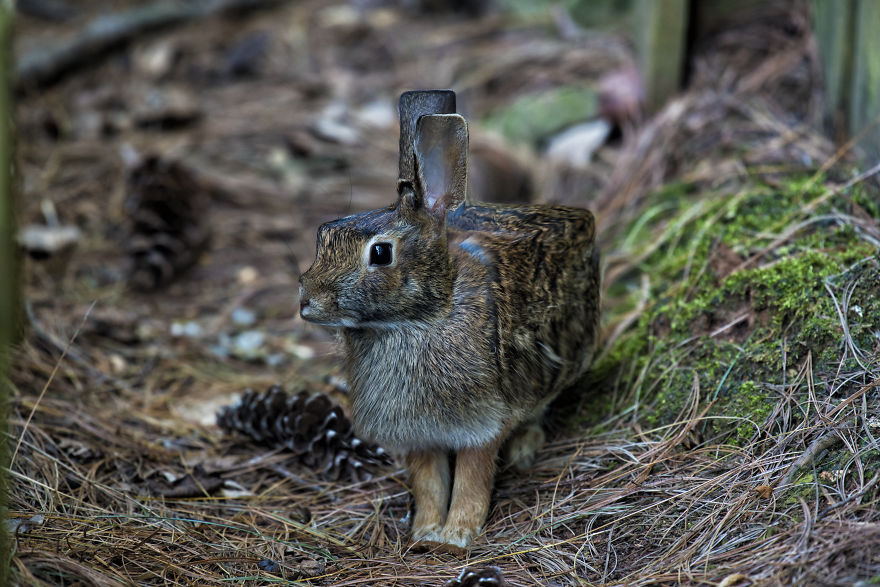 I Changed The Shapes Of Animals Into Cubes (20+ Pics)