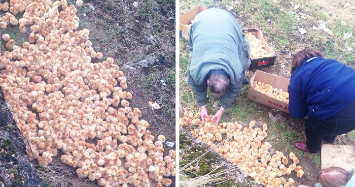 Someone Just Dumped 1000 Tiny Chicks In A Field, And Left Them To Die