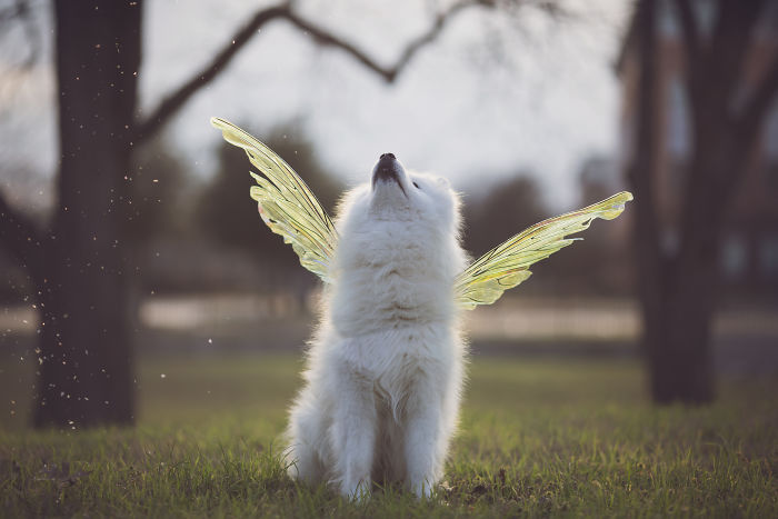 Meet Kouga, Fairy Friend And Unicorn Floof