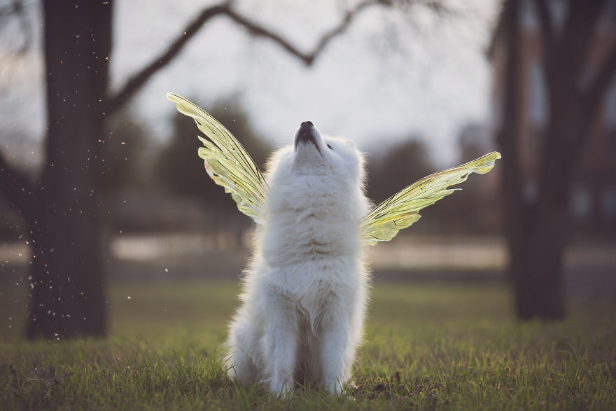 Meet Kouga, Fairy Friend And Unicorn Floof