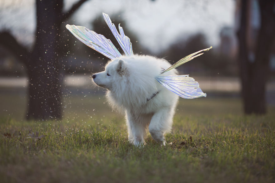 Meet Kouga, Fairy Friend And Unicorn Floof Meet Kouga, Fairy Friend And Unicorn Floof