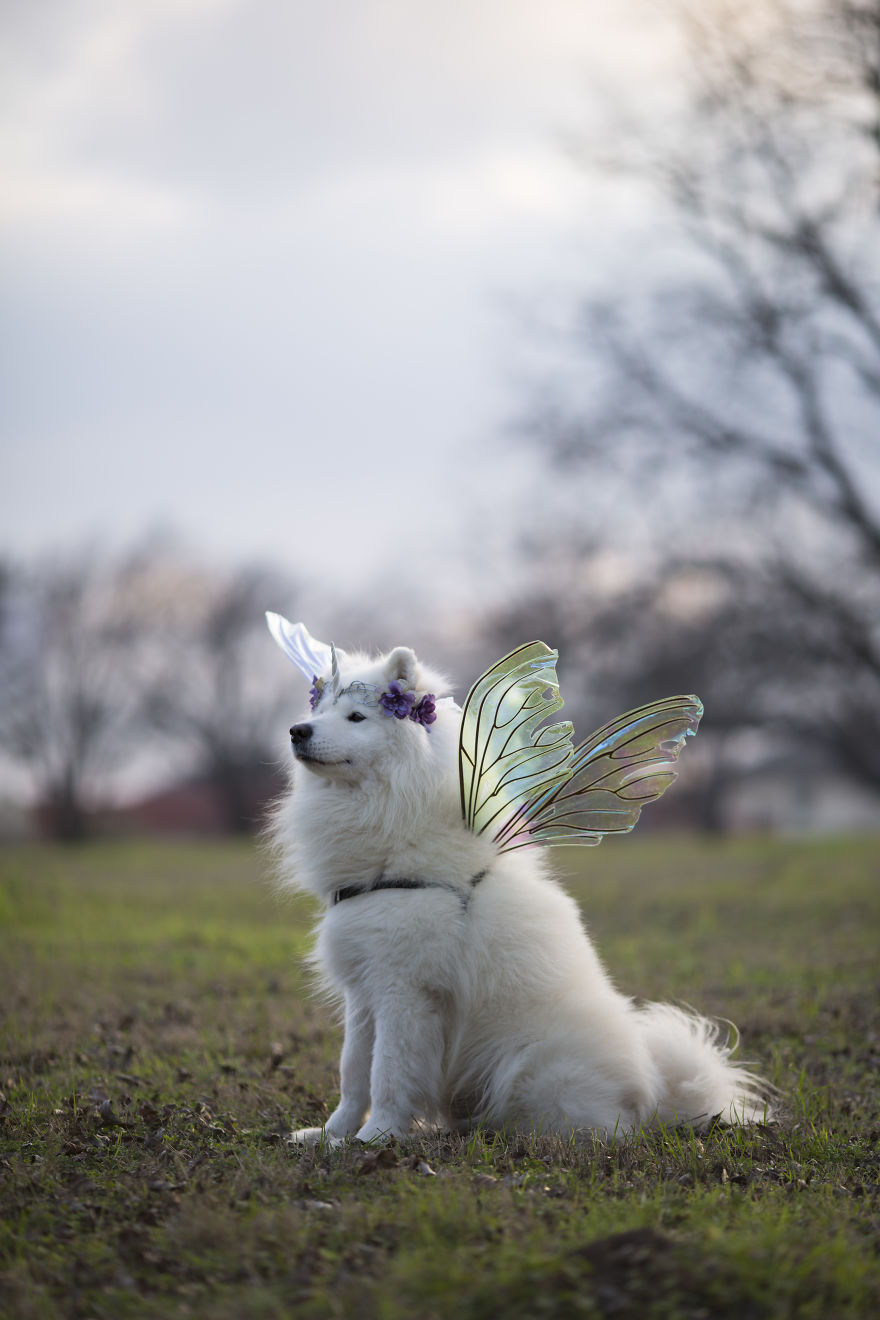 Meet Kouga, Fairy Friend And Unicorn Floof Meet Kouga, Fairy Friend And Unicorn Floof