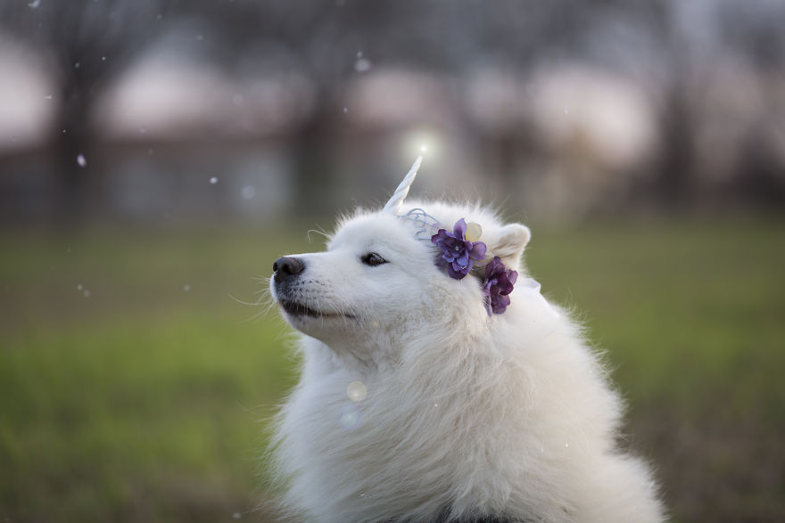 Meet Kouga, Fairy Friend And Unicorn Floof