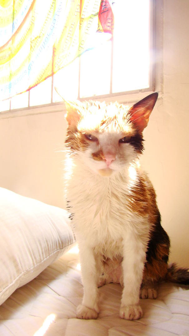 Wet angry cat sitting on a bed near a sunny window, showcasing one of the angriest animals you wouldn’t want to meet.