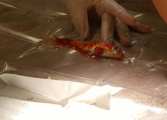 20-year-old-goldfish-tumour-surgery-1 20-year-old-goldfish-tumour-surgery-1