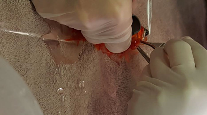 20-year-old-goldfish-tumour-surgery-3 20-year-old-goldfish-tumour-surgery-3