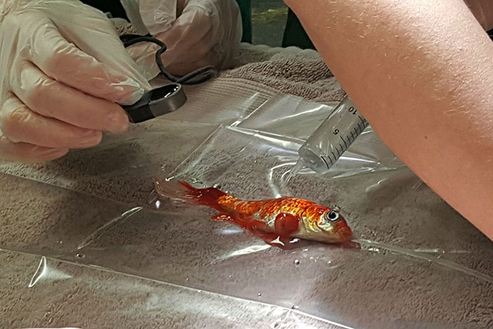 20-year-old-goldfish-tumour-surgery-8 20-year-old-goldfish-tumour-surgery-8