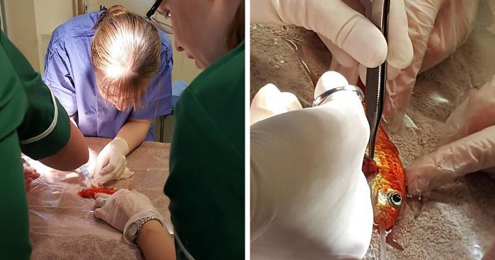 Family Spends $250 To Remove Tumor From Their 20-Year-Old Goldfish