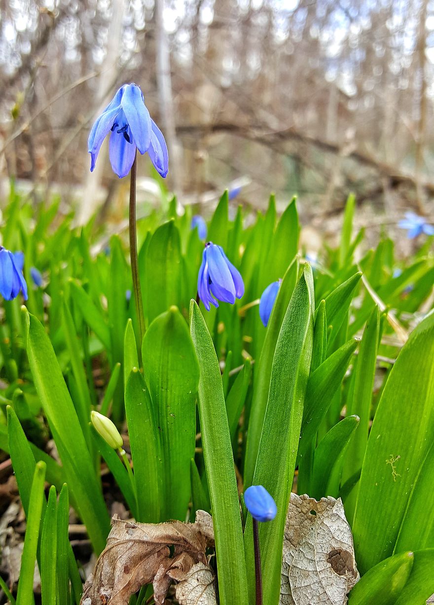 Beatuful Spring Time Wildflowers.