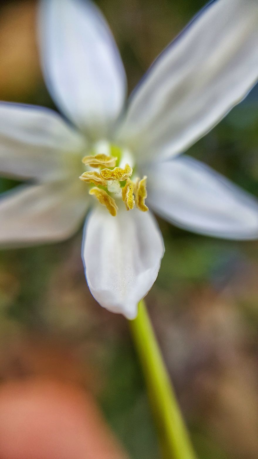 Beatuful Spring Time Wildflowers.