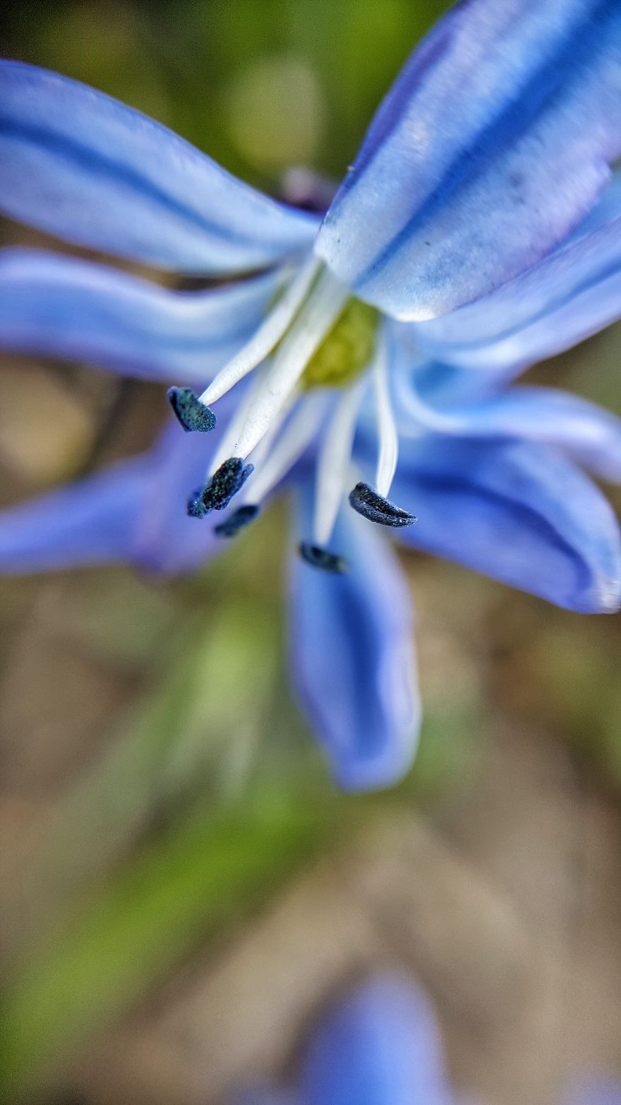 Beatuful Spring Time Wildflowers.