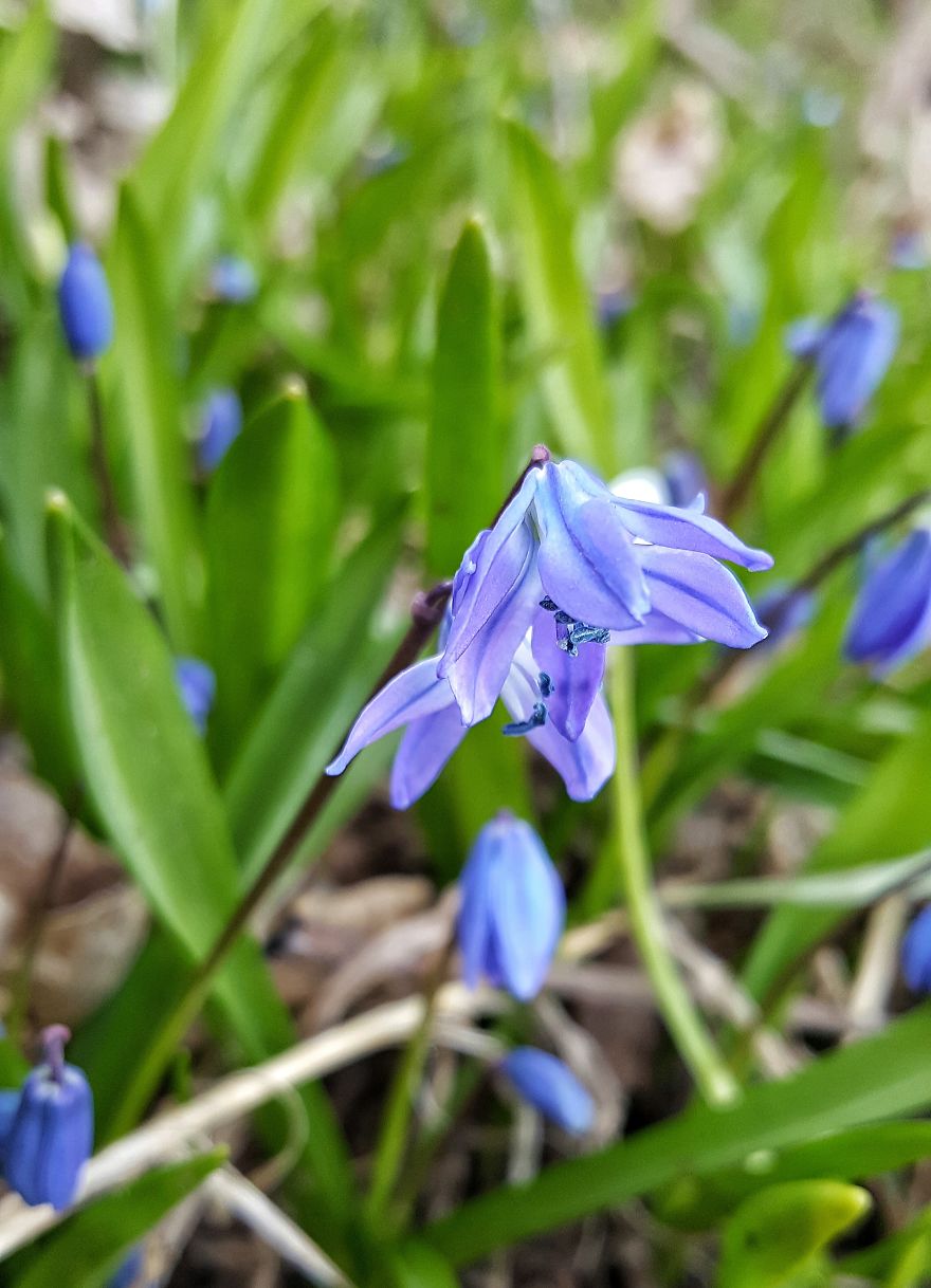 Beatuful Spring Time Wildflowers.