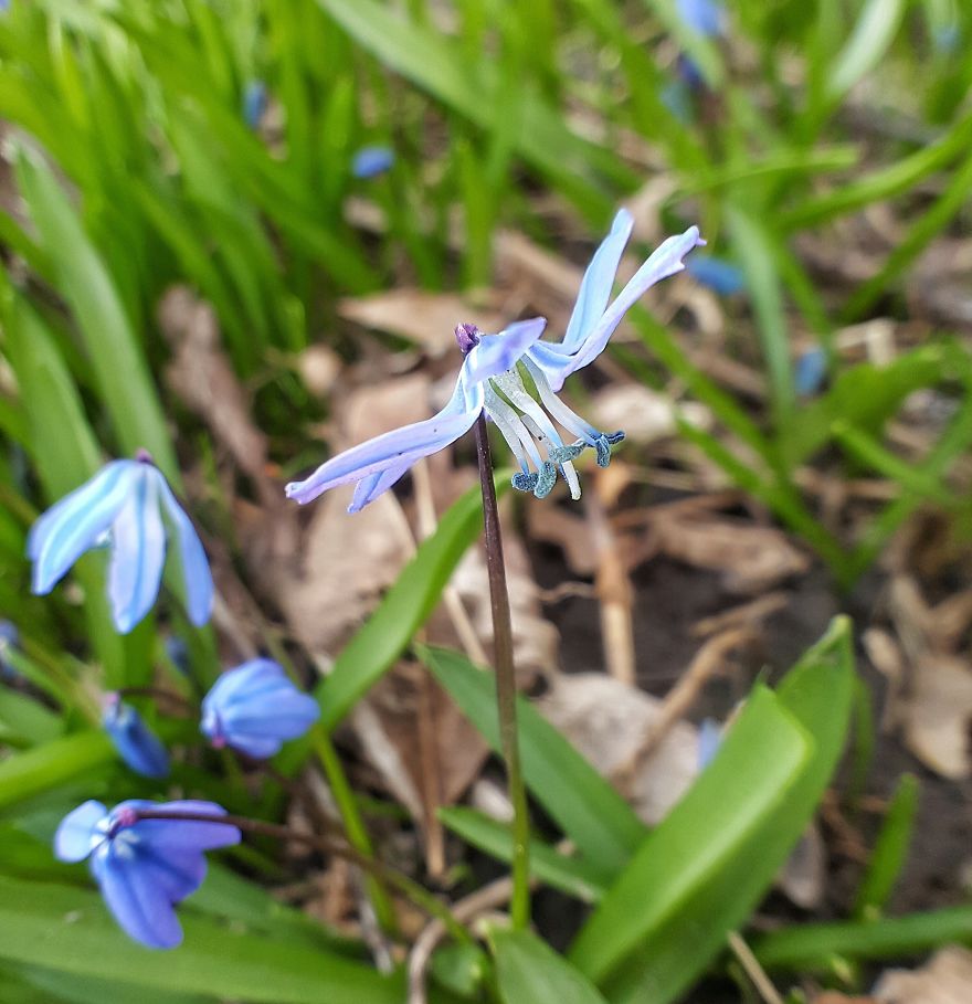 Beatuful Spring Time Wildflowers.
