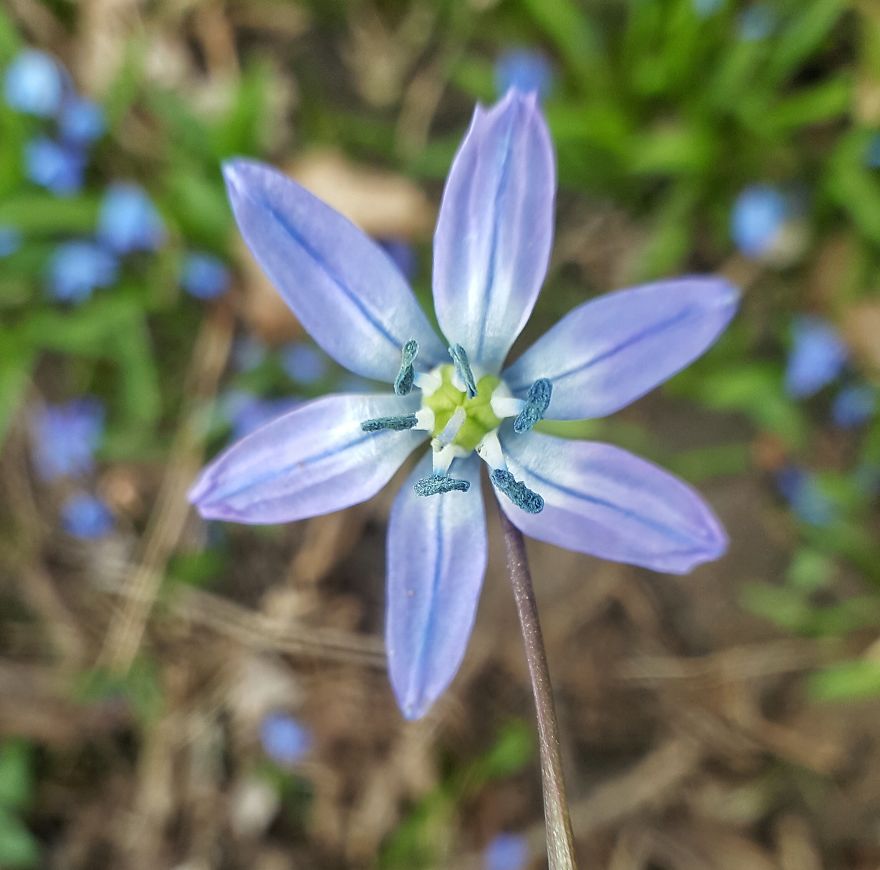 Beatuful Spring Time Wildflowers.