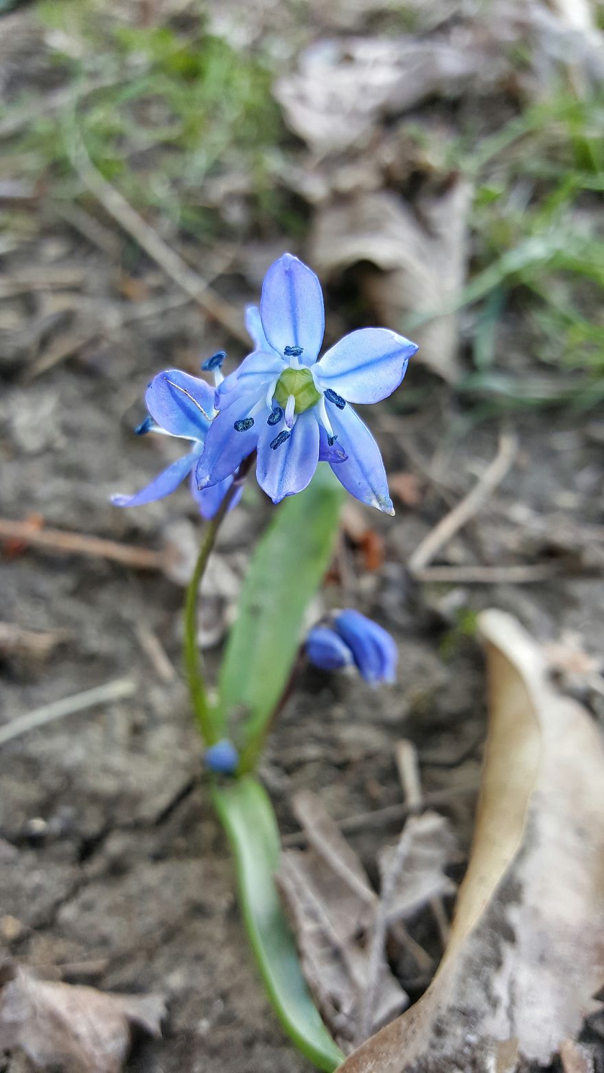 Beatuful Spring Time Wildflowers.