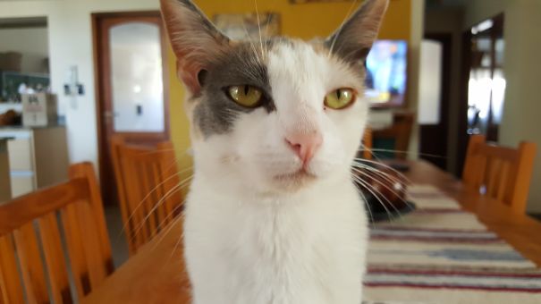 Close-up of an angry cat with yellow eyes sitting indoors on a wooden table, representing angry animals you wouldn't want to meet.