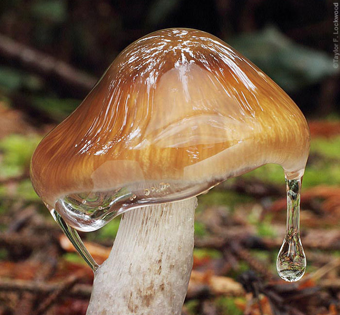 Cortinarius Vanduzerensis