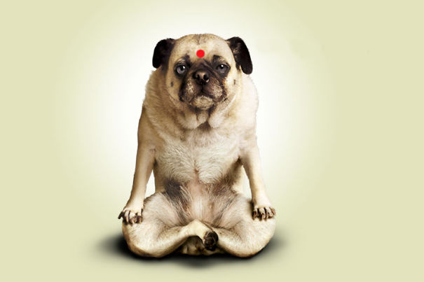 33 Animals Who Will Inspire You To Start Doing Yoga In 2017