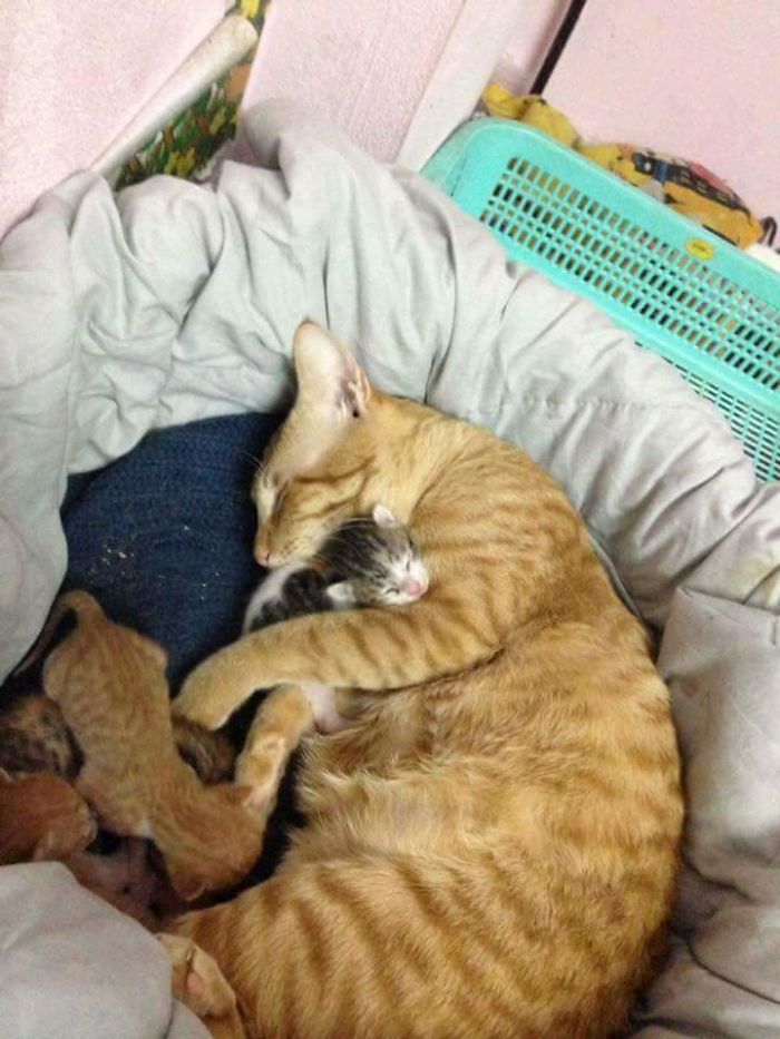 Father Cat Supports Mom Cat Giving Birth, Wins Everyone's Hearts Father Cat Supports Mom Cat Giving Birth, Wins Everyone's Hearts