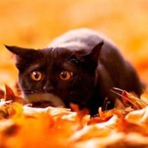 leetsnipersephirothninjademon avatar