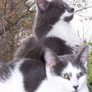 roadkillontheinfohyway avatar