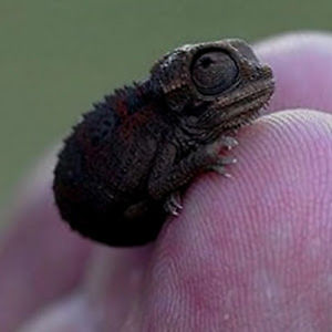 kennedycampanella avatar