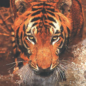 dutchmancallypso avatar