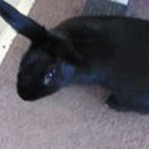 historicalidiot avatar