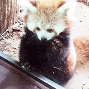 justmealoneinthedesert avatar