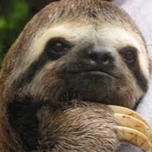 venomoussloth avatar