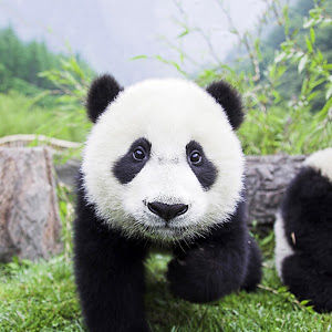 xpandathegamerx avatar