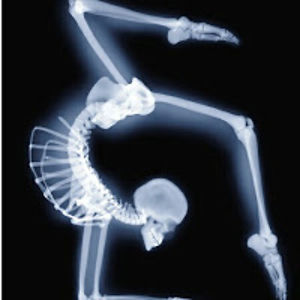 greercoughlan avatar