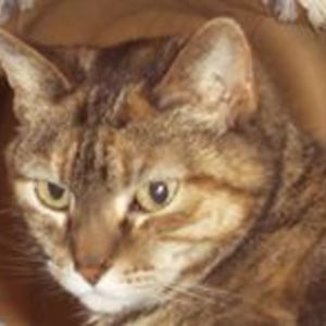 jewelmctabbie avatar